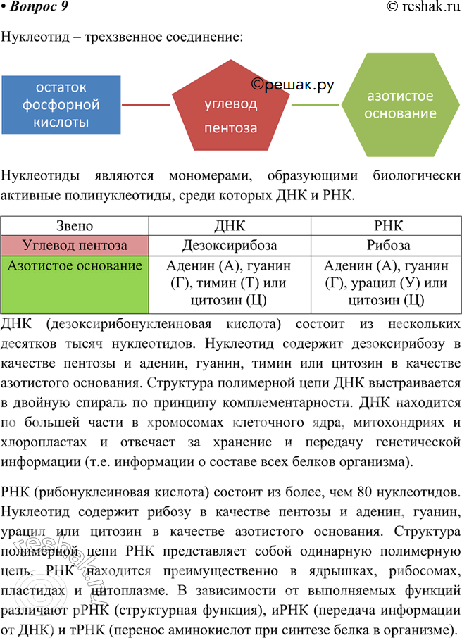 Изображение РџРѕРґРіРѕС‚РѕРІСЊС‚Рµ СЃРѕРѕР±С‰РµРЅРёРµ Рѕ СЃС‚СЂРѕРµРЅРёРё РЅСѓРєР»РµРѕС‚РёРґРѕРІ.РќСѓРєР»РµРѕС‚РёРґ вЂ“ С‚СЂРµС…Р·РІРµРЅРЅРѕРµ...